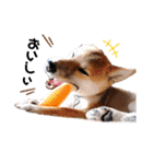 柴犬のしばおくん☆（個別スタンプ：40）