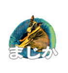 ブルテリアは最高だ（個別スタンプ：1）