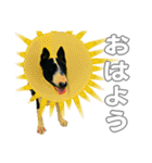 ブルテリアは最高だ（個別スタンプ：2）