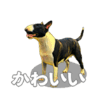 ブルテリアは最高だ（個別スタンプ：6）