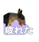 ブルテリアは最高だ（個別スタンプ：7）