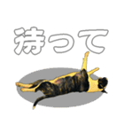 ブルテリアは最高だ（個別スタンプ：8）
