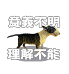 ブルテリアは最高だ（個別スタンプ：9）