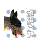 ブルテリアは最高だ（個別スタンプ：10）