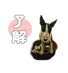 ブルテリアは最高だ（個別スタンプ：11）