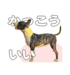 ブルテリアは最高だ（個別スタンプ：12）
