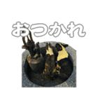 ブルテリアは最高だ（個別スタンプ：13）