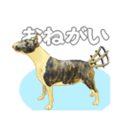 ブルテリアは最高だ（個別スタンプ：16）