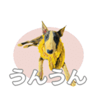 ブルテリアは最高だ（個別スタンプ：20）