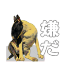 ブルテリアは最高だ（個別スタンプ：21）