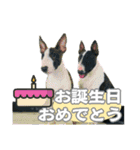 ブルテリアは最高だ（個別スタンプ：22）