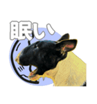 ブルテリアは最高だ（個別スタンプ：25）