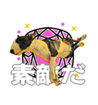 ブルテリアは最高だ（個別スタンプ：28）