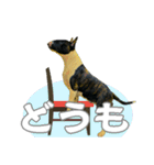 ブルテリアは最高だ（個別スタンプ：29）