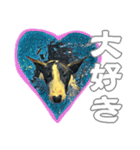 ブルテリアは最高だ（個別スタンプ：31）