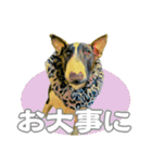 ブルテリアは最高だ（個別スタンプ：32）