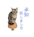 ちくわ生活②（個別スタンプ：1）