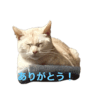 ごまぞースタンプ（個別スタンプ：7）