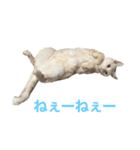 ごまぞースタンプ（個別スタンプ：8）