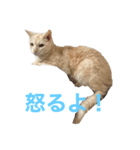 ごまぞースタンプ（個別スタンプ：11）