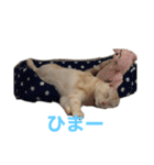 ごまぞースタンプ（個別スタンプ：13）