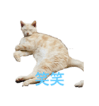 ごまぞースタンプ（個別スタンプ：17）