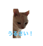 ごまぞースタンプ（個別スタンプ：18）