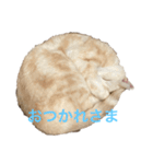 ごまぞースタンプ（個別スタンプ：19）
