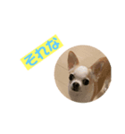 愛犬きくのつぶやき（個別スタンプ：1）