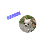 愛犬きくのつぶやき（個別スタンプ：2）