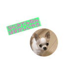 愛犬きくのつぶやき（個別スタンプ：5）