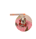 愛犬きくのつぶやき（個別スタンプ：6）