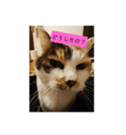 猫質問1（個別スタンプ：1）