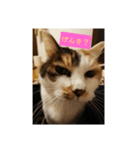 猫質問1（個別スタンプ：2）