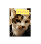 猫質問1（個別スタンプ：3）