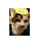 猫質問1（個別スタンプ：4）