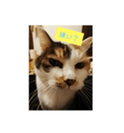 猫質問1（個別スタンプ：5）
