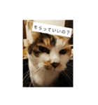 猫質問1（個別スタンプ：7）