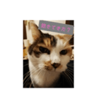 猫質問1（個別スタンプ：8）