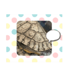 亀ちゃんと私たち（個別スタンプ：10）