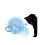 Karin_cat7 -チョコ、マメ、トロ-（個別スタンプ：1）