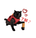 Karin_cat7 -チョコ、マメ、トロ-（個別スタンプ：2）