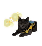 Karin_cat7 -チョコ、マメ、トロ-（個別スタンプ：4）