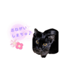 Karin_cat7 -チョコ、マメ、トロ-（個別スタンプ：6）