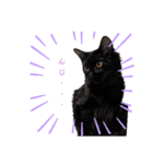 Karin_cat7 -チョコ、マメ、トロ-（個別スタンプ：7）