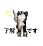 チワワ デカ文字 ペロリンチー太 黒タン＆白（個別スタンプ：1）