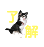 チワワ デカ文字 ペロリンチー太 黒タン＆白（個別スタンプ：2）