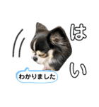 チワワ デカ文字 ペロリンチー太 黒タン＆白（個別スタンプ：3）
