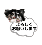 チワワ デカ文字 ペロリンチー太 黒タン＆白（個別スタンプ：4）