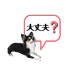チワワ デカ文字 ペロリンチー太 黒タン＆白（個別スタンプ：5）
